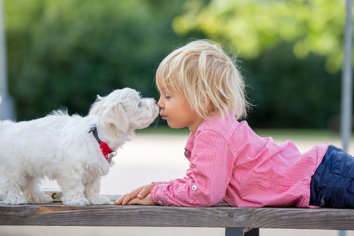 buy a maltese puppy in wichita