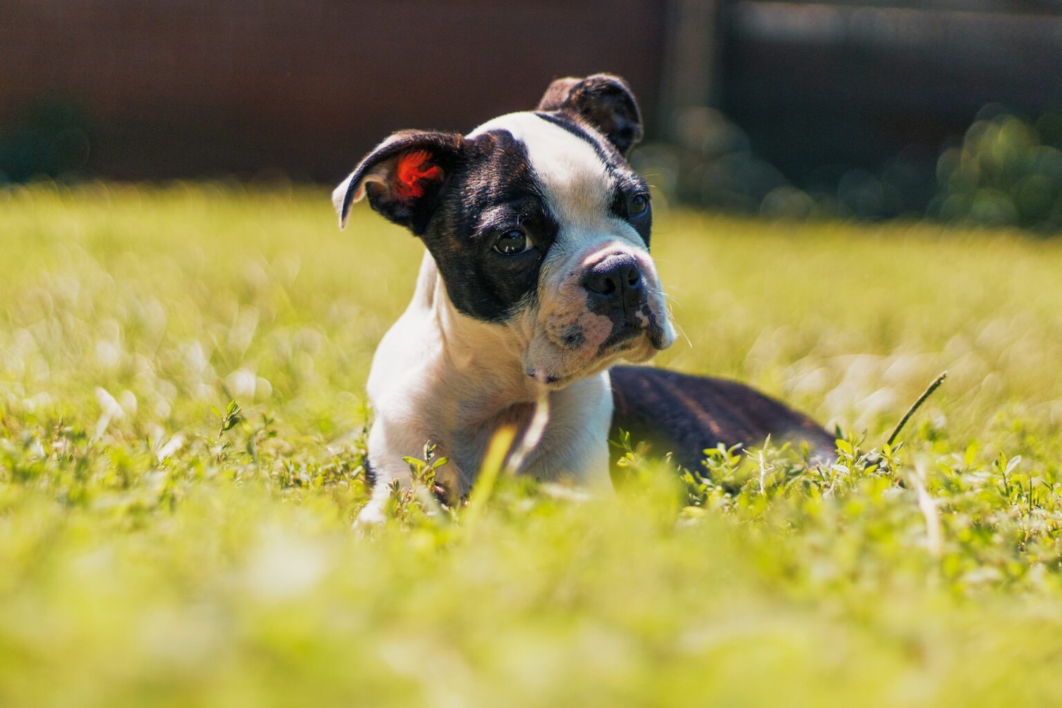 buy boston terrier wichita