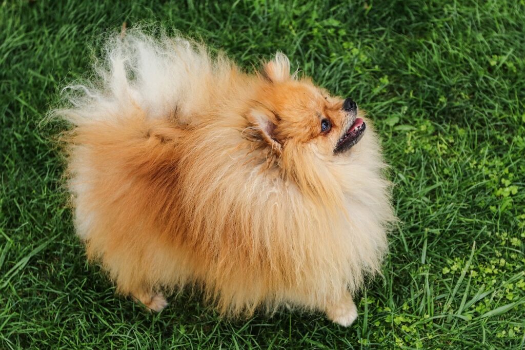 buy pomeranian dogs