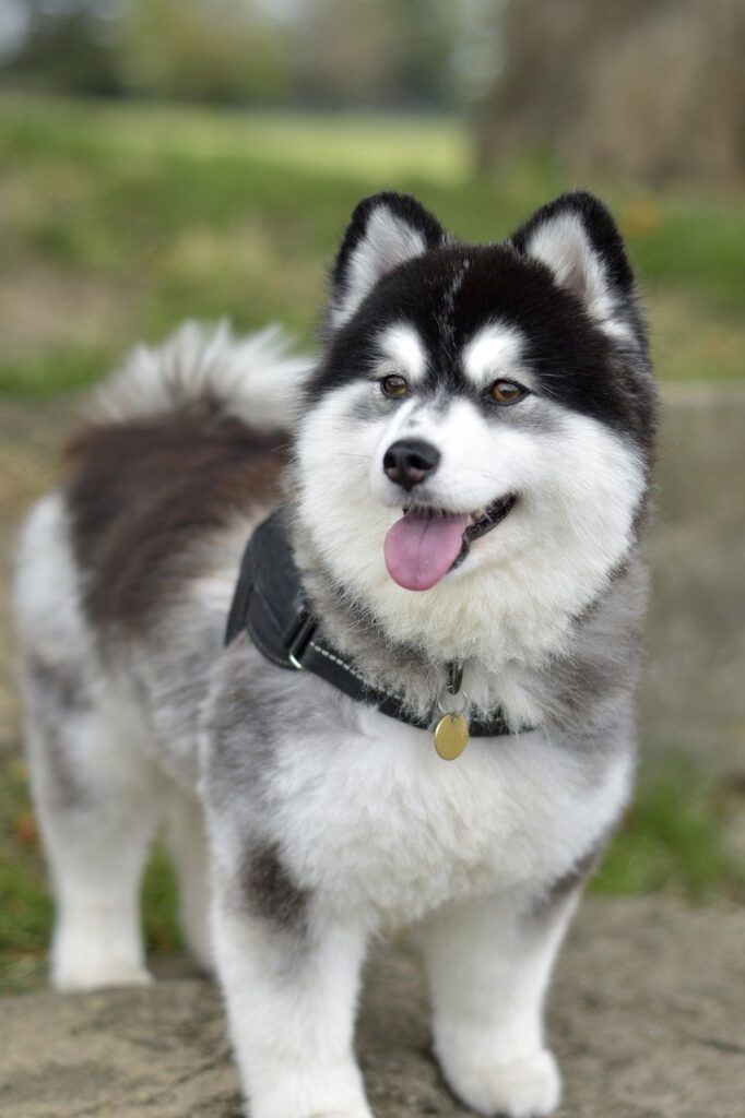 buy pomsky dogs