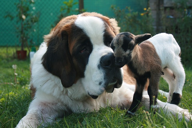 buy saint bernard puppies wichita ks