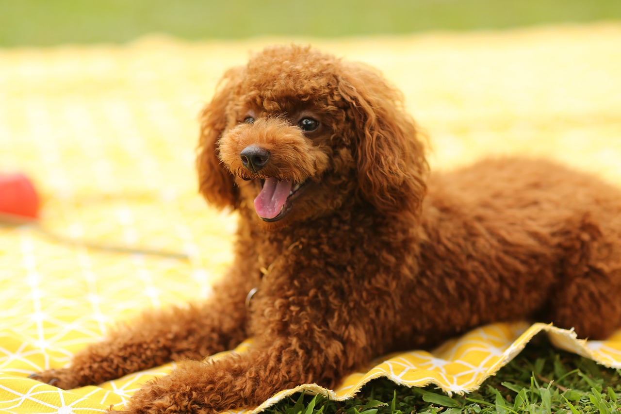 buy toy poodle puppies ks