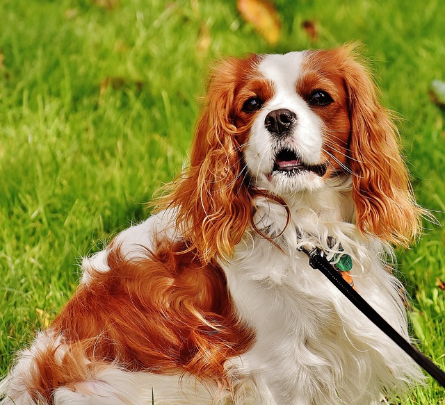 cavalier puppies for sale