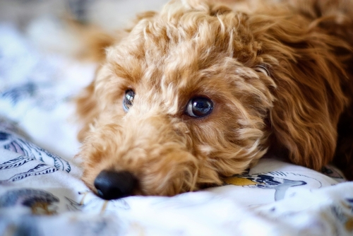 cockapoo wichita puppies