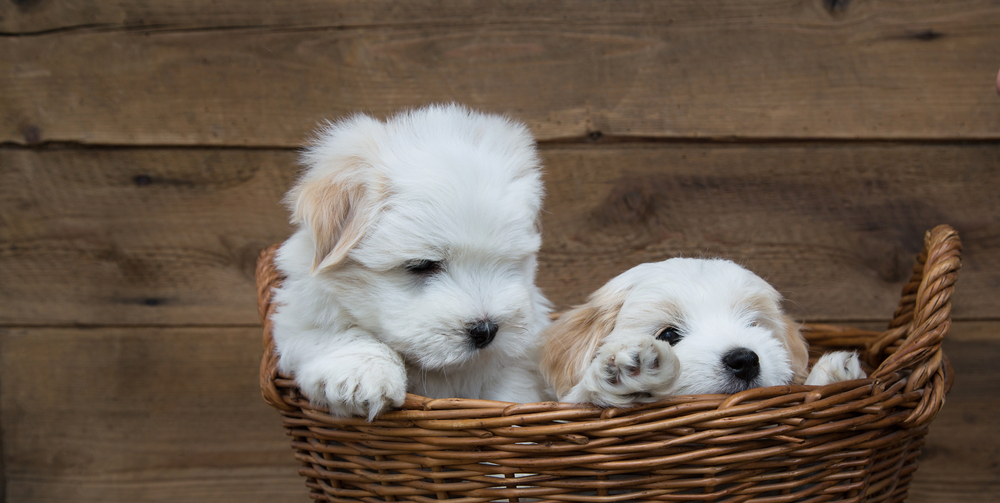 cute coton de tulear puppies wichita