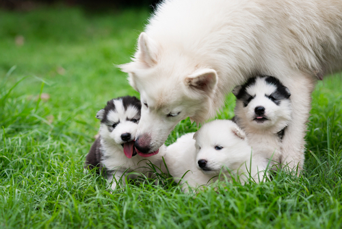 cute adorable Siberian Husky puppies for sale