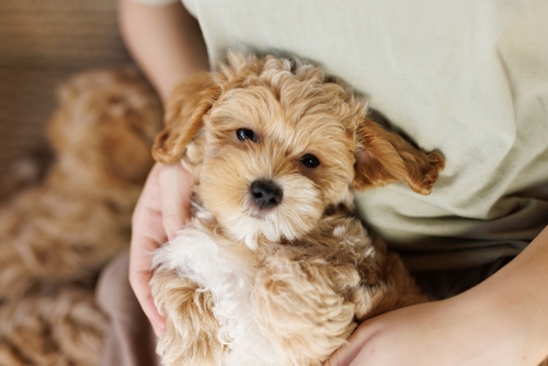 cute maltipoo for sale wichita ks