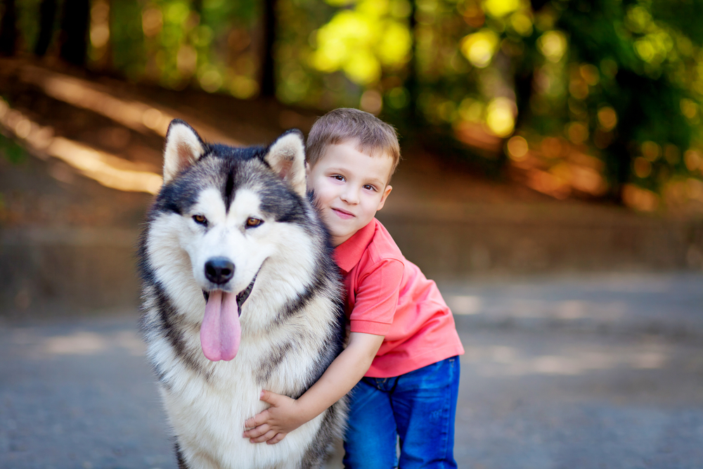 for sale alaskan malamute puppies