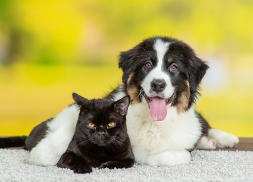 for sale australian shepherd puppies