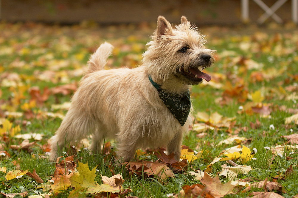 for sale cairn terrier puppies