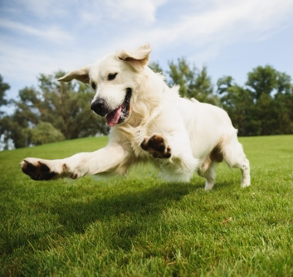 for sale golden retriever dogs