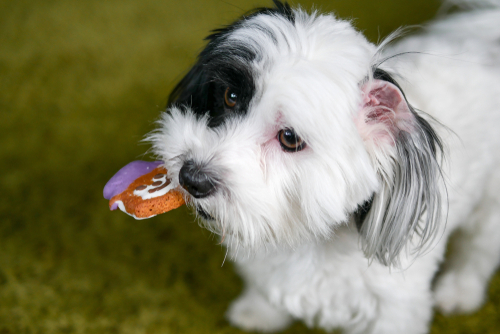 for sale wichita coton de tulear