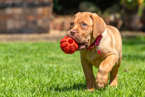 get your French Mastiff puppies in iwhcita