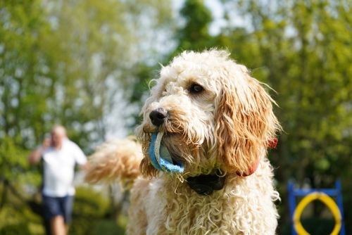 golden cockadoodle puppy for sale