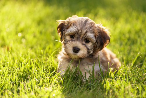 havanese puppy for sale wichita ks