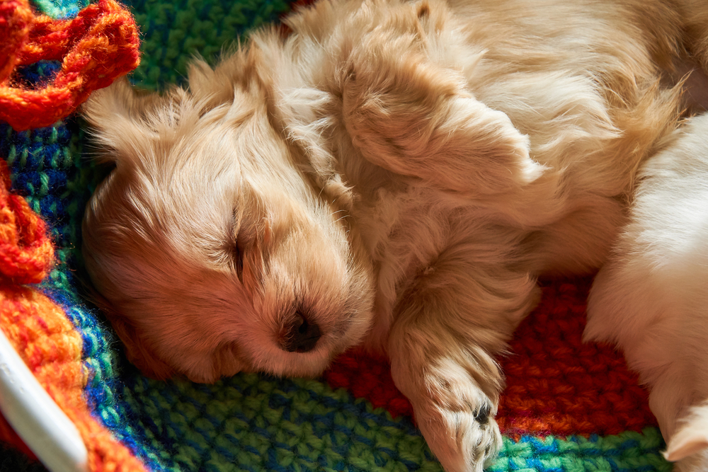 havanese puppy for sale wichita