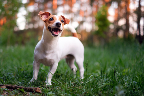 jack russell terrier in wichita ks