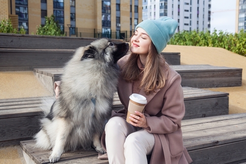 keeshond show dog puppy for sale wichita