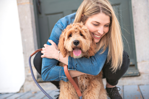 labradoodle dog puppy wichita