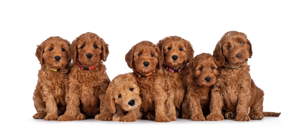 labradoodle puppies main for sale Wichita KS