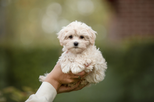 maltese puppies sale