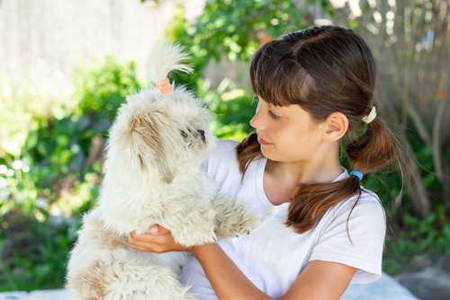 maltese terrier for sale