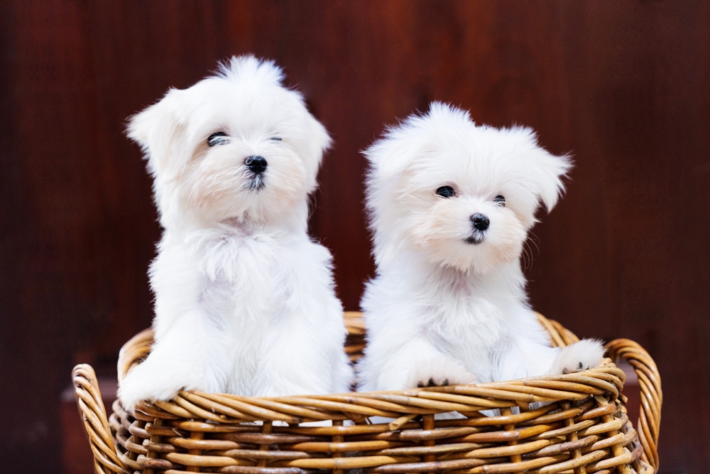 maltipoo puppies