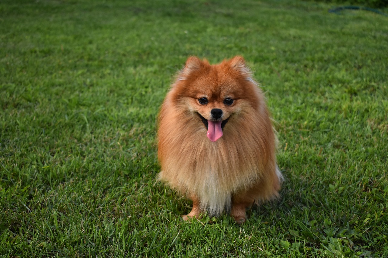 pomeranian puppies for sale wichita