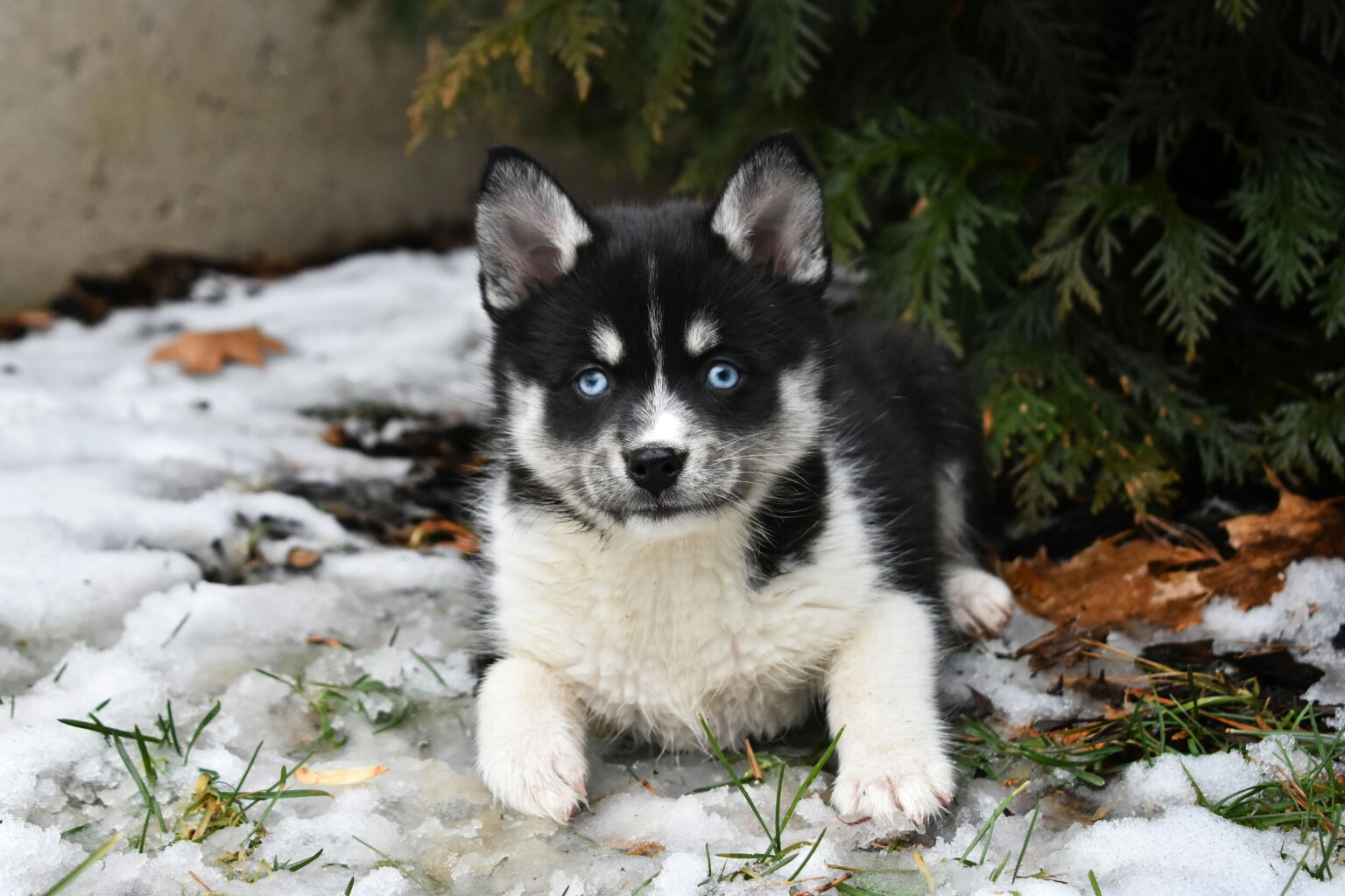 pomsky puppies wichita ks for sale