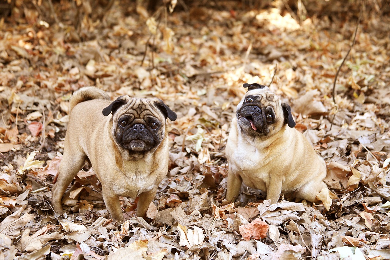 pug dogs sale wichita