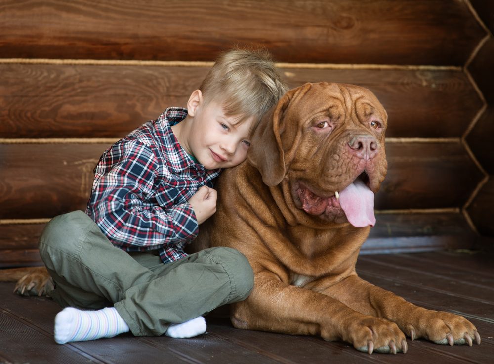 purebred wichita ks French Mastiff puppies