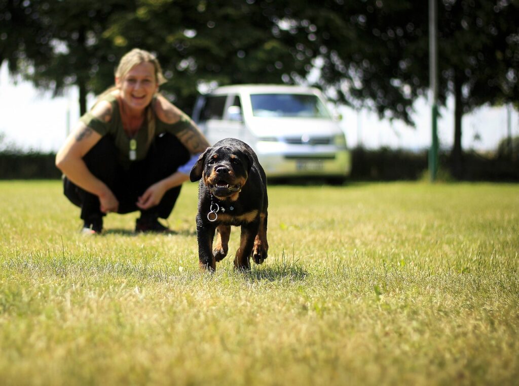 rottweiler dogs sale ks