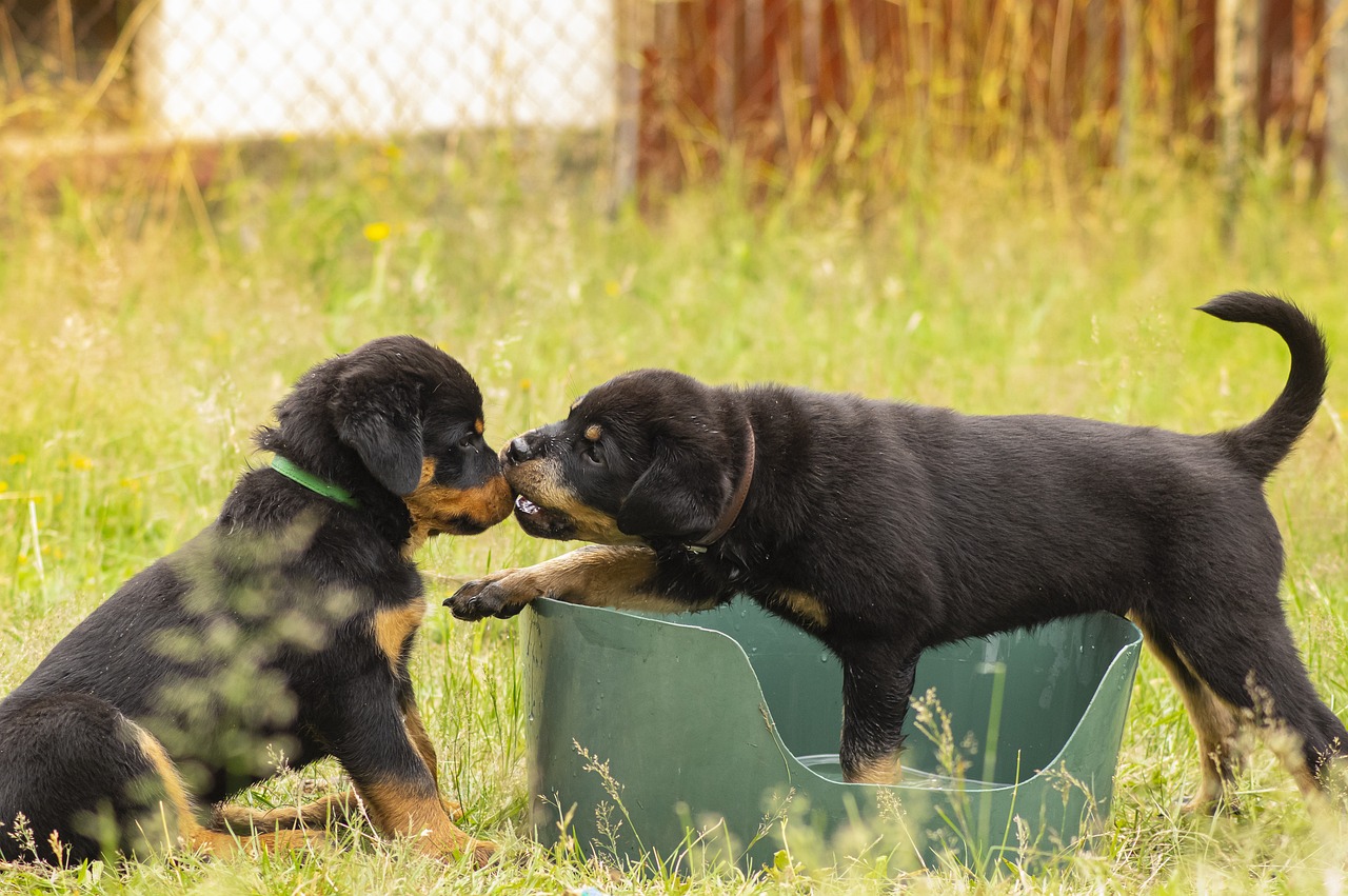 rottweiler puppies for sale ks