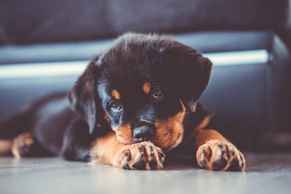 rottweiler puppy for sale wichita