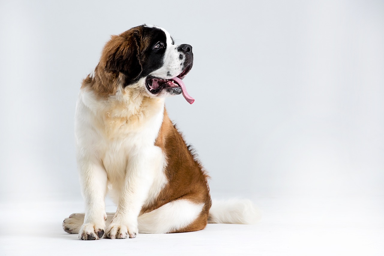 saint bernard dog sale wichita