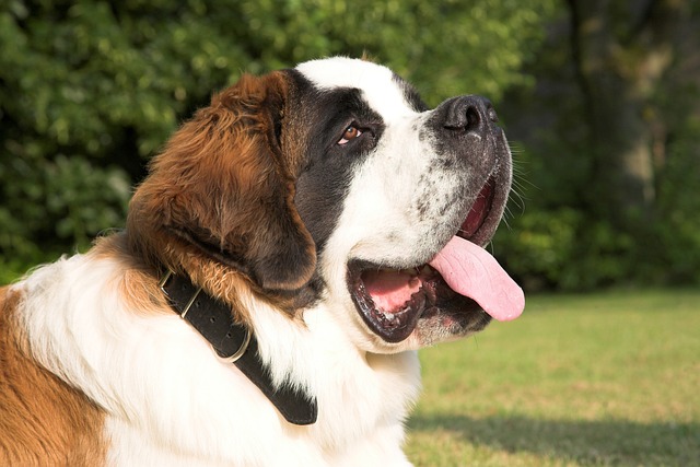 saint bernard dogs for sale wichita