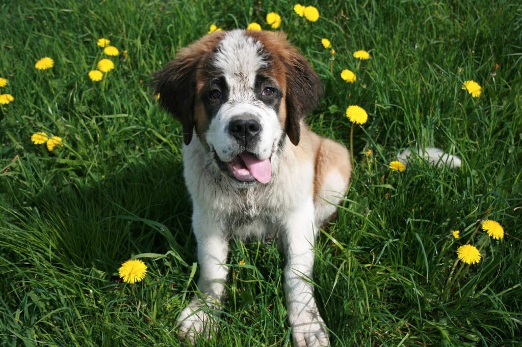 saint bernard puppies for sale