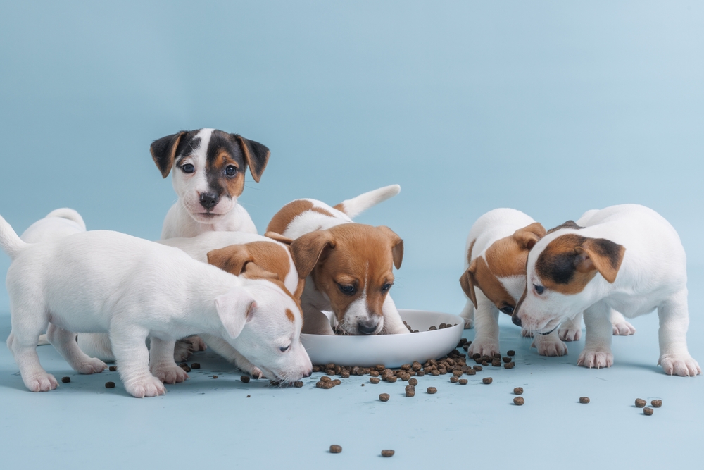 sale on jack russell terrier puppies wichita