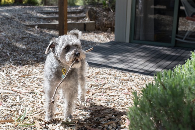 schnoodle puppies for sale