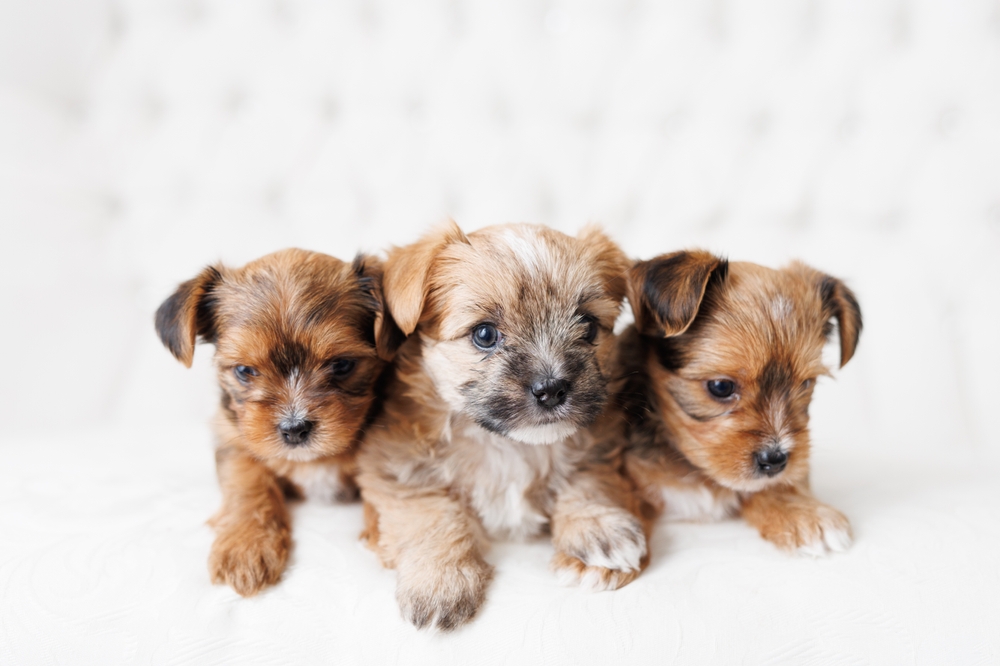 shorkie puppy