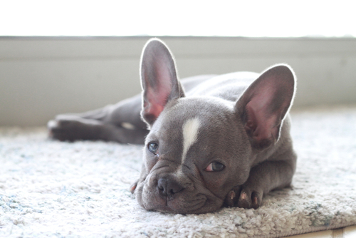 sleepy puppy frenchton for sale