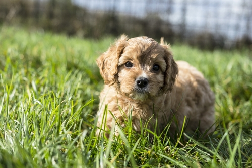 the best cavapoo wichita puppy