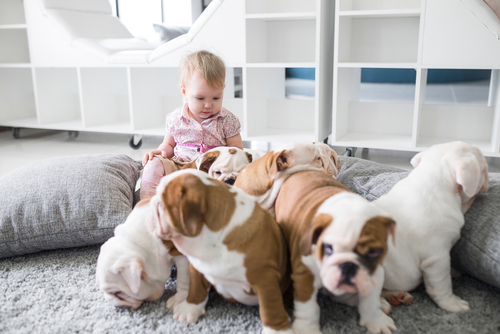 where to buy English Bulldog puppies