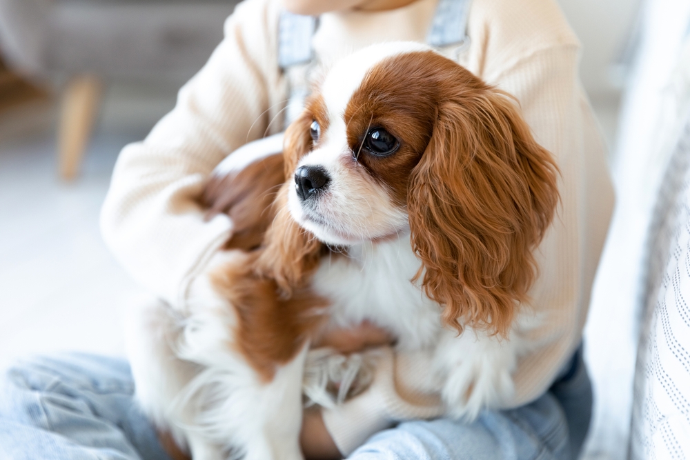 wichita cocker spaniel sale