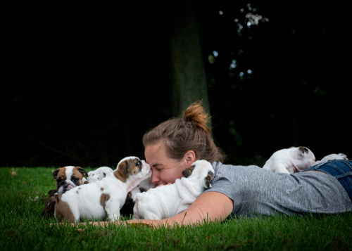 wichita English Bulldog puppy for sale