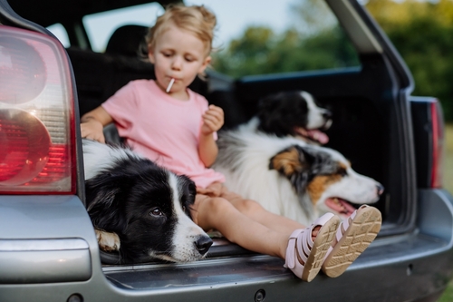 wichita collie puppies