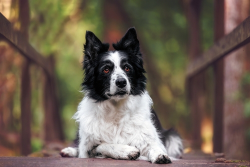 wichita collie puppies