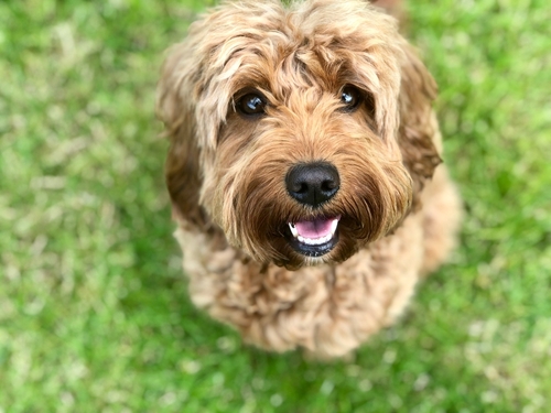 wichita puppy for sale cockapoo