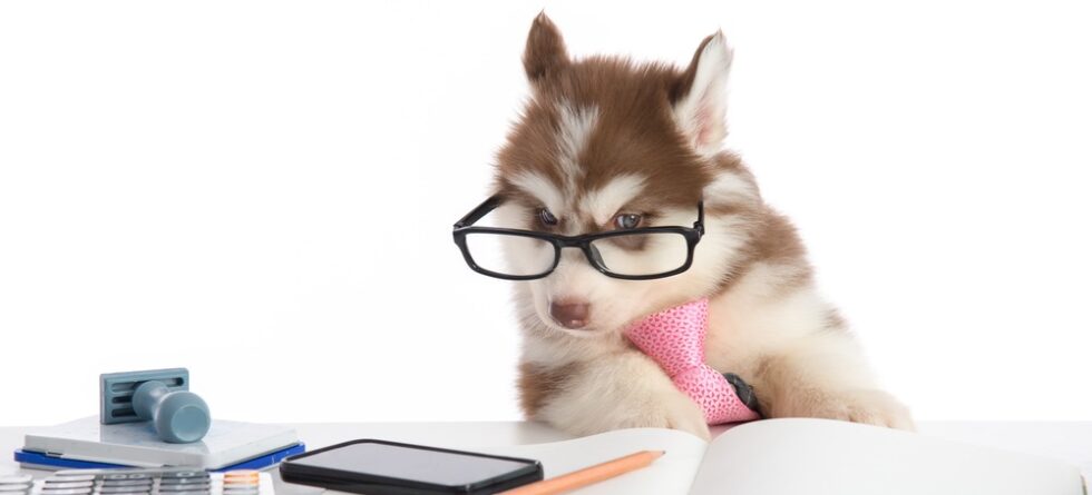 puppy financing online