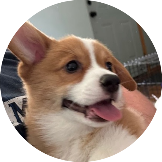 puppy sale testimonial corgi